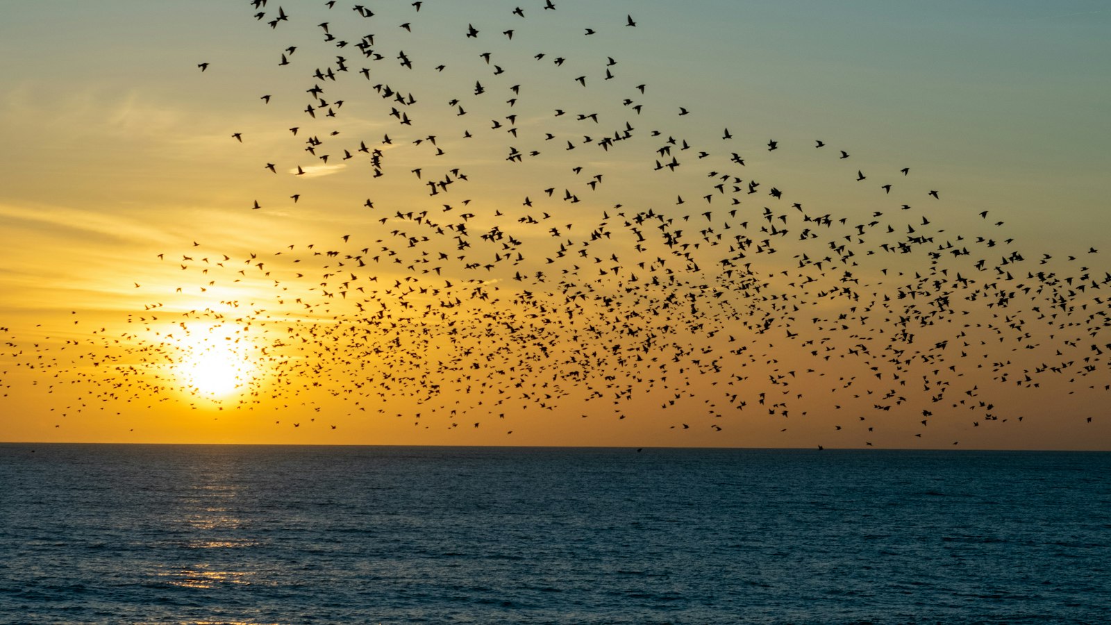 A murmuration of hundreds of starlings sweeping in one loose, flowing band across a golden sunset sky above a calm deep blue sea, the low sun glowing on the horizon at left
